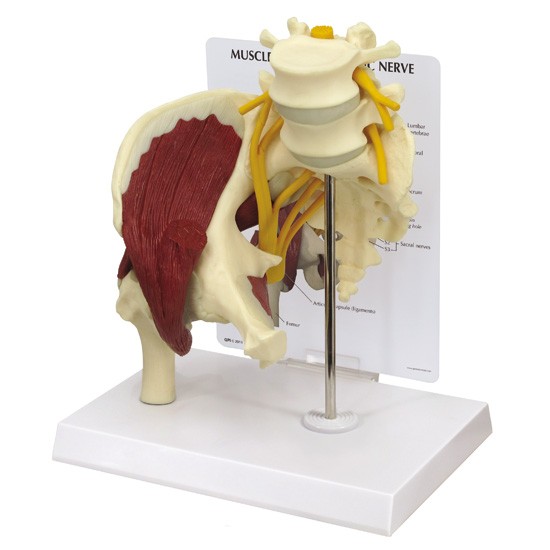 Muscled Hip with Sciatic Nerve